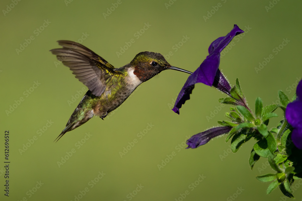 Fototapeta premium Ruby-throated Hummingbird (Male) Gathering Nectar from a Petunia