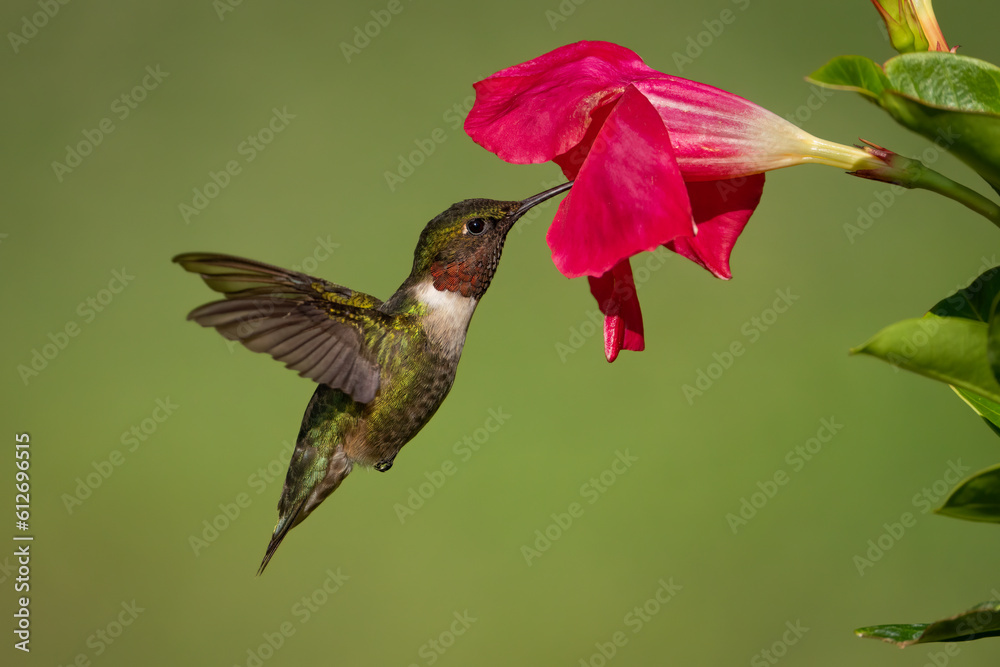 Fototapeta premium Ruby-throated Hummingbird (Male) Gathering Nectar from a Mandevilla
