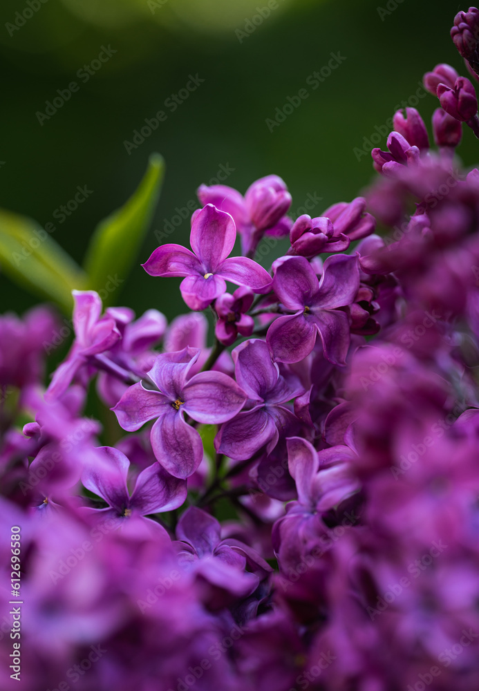 Close up of beautiful purple lilac flowers blooming in spring.