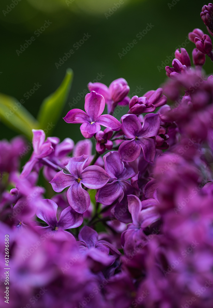 Close up of beautiful purple lilac flowers blooming in spring. Close up of beautiful purple lilac flowers blooming in spring.