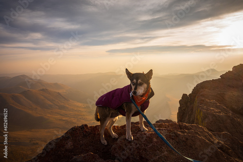 Husky on the Summit of Uncompahre Peak at Sunrise