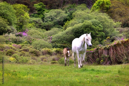 Two magical ponies run through castle grounds