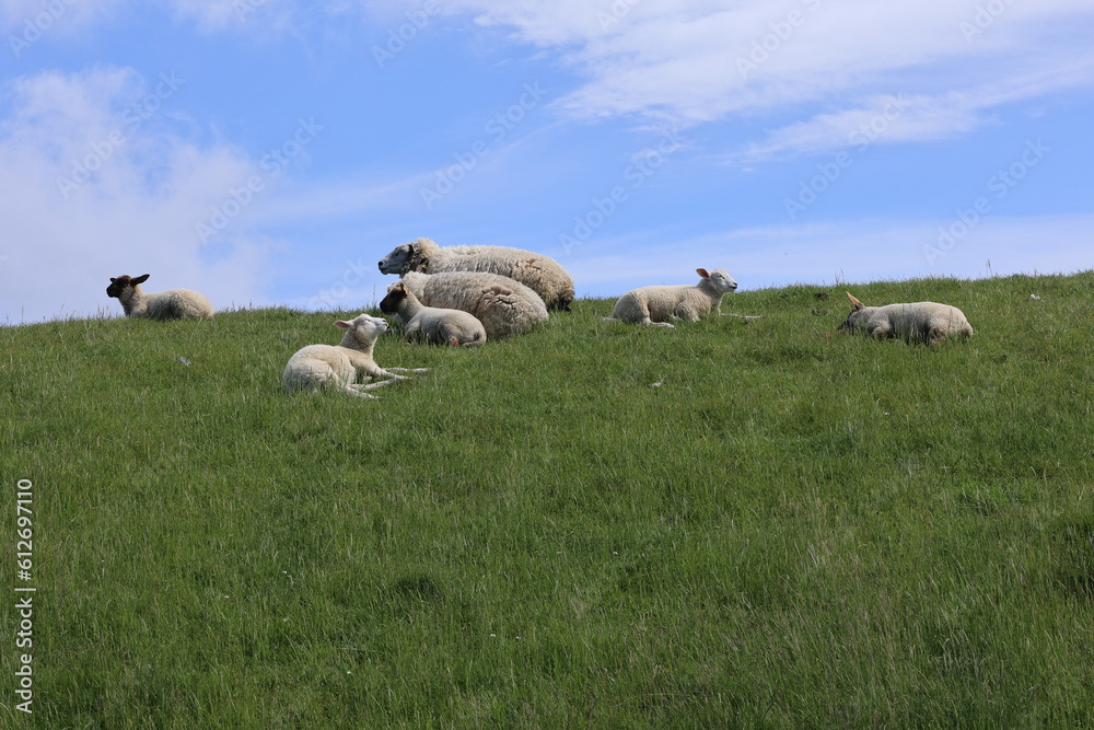 Eine Schafherde auf einem Deich auf Sylt