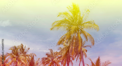 Fototapeta Naklejka Na Ścianę i Meble -  Summer with colorful theme as palm trees background as texture frame background