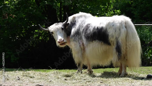 The domestic yak, Bos grunniens is a long-haired domesticated bovid found throughout the Himalayan region of the Indian subcontinent, the Tibetan Plateau and as far north as Mongolia and Russia. photo