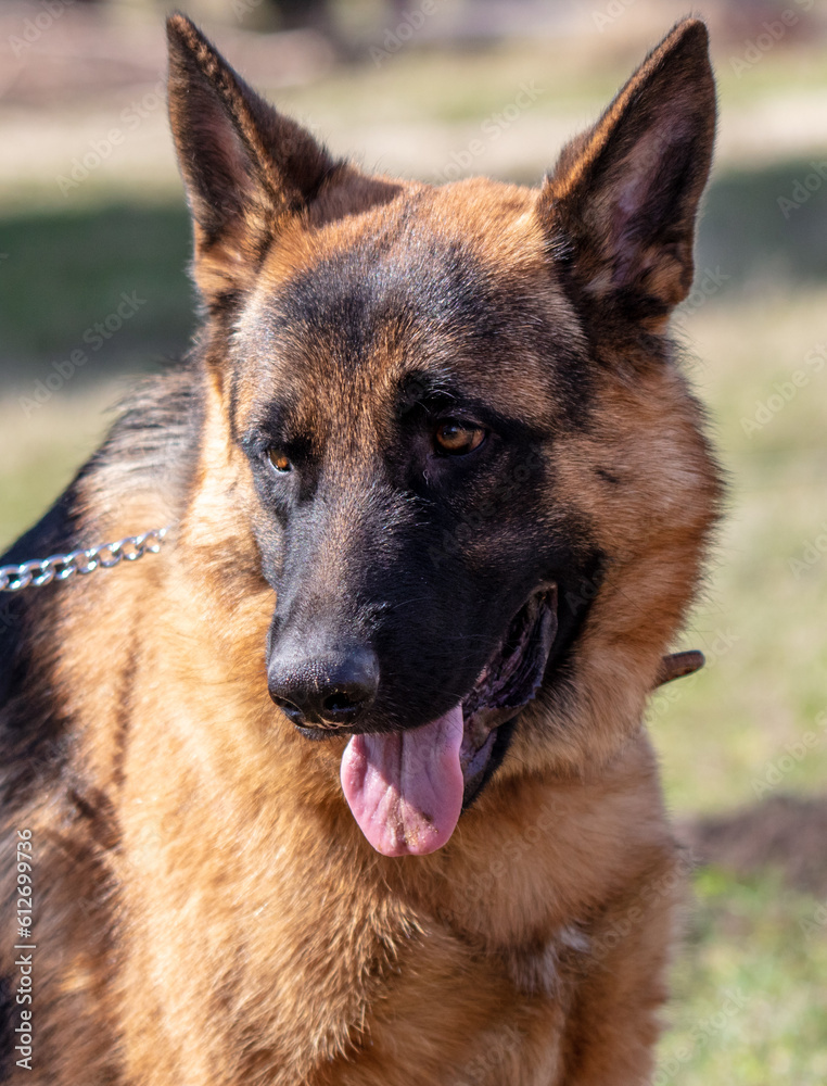 German shepherd dog close up portrait in sunny day