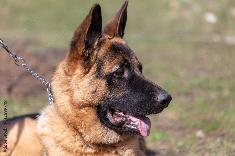 German shepherd dog close up portrait in sunny day