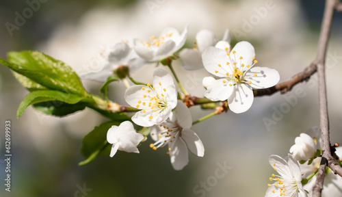 Flowers on a cherry tree in spring.