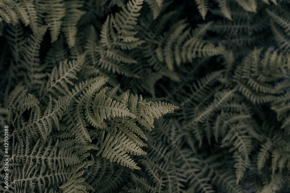 green fern leaf background