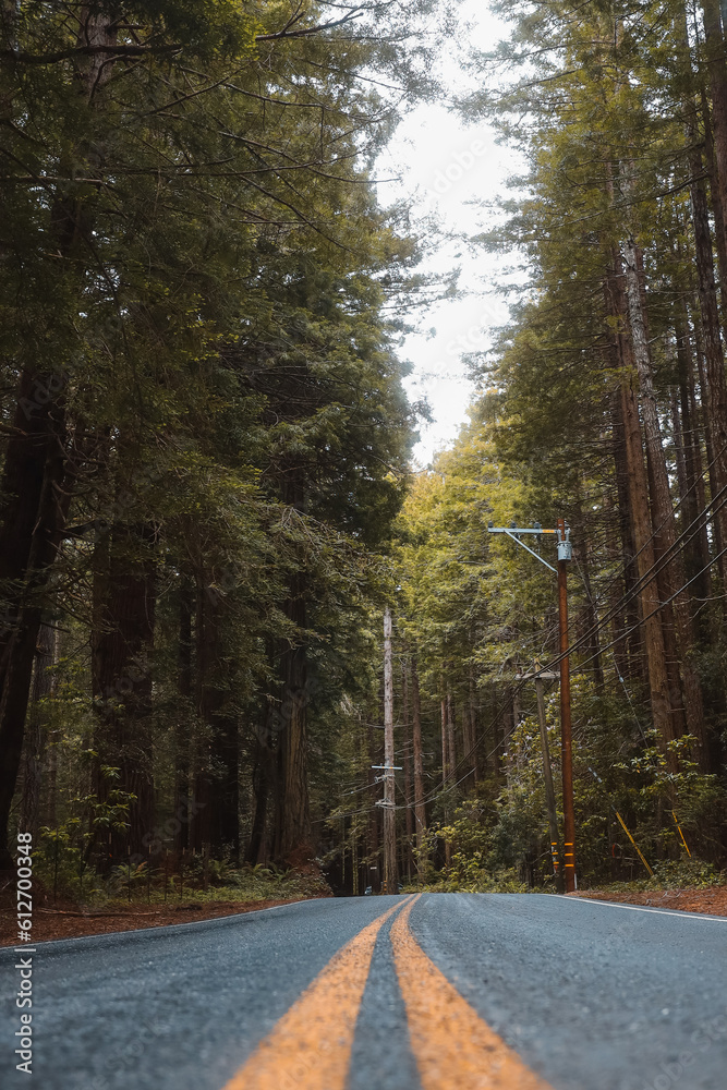 Fototapeta premium road in the woods