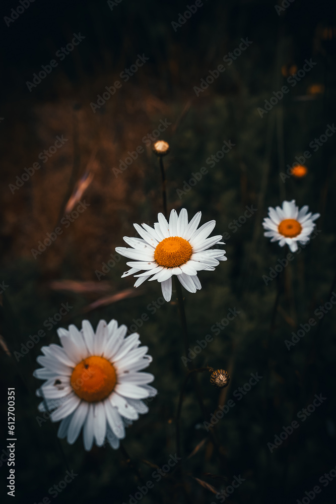 Obraz premium Daisies on a dark background