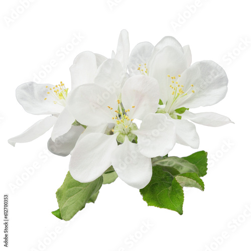 apple tree branch with leaves and inflorescences, isolated on a white background