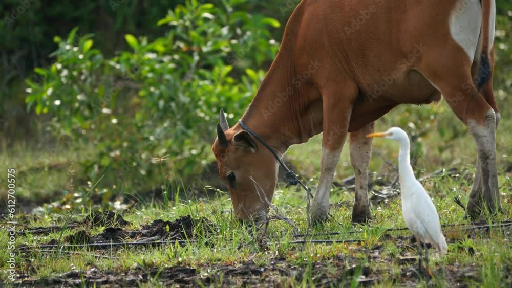 Balinese cow (Bibos javanicus) eating grass with egrets (Bubulcus ibis ...