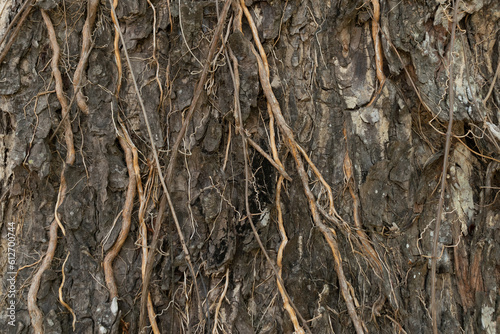 bark of tree background