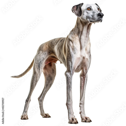 Whippet dog isolated