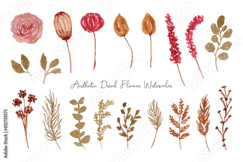 Aesthetic Dried Flower Watercolor Collection
