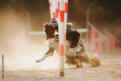 border collie and sheltie agility dogs run and jamp on a summer evening