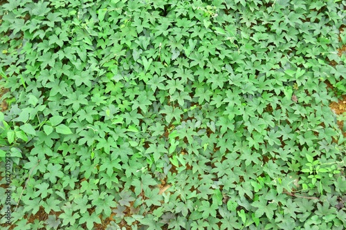 green leave texture background