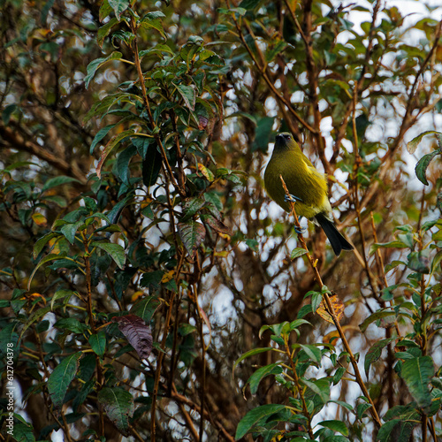 Bellbird  Kahurangi National Park  Aotearoa   New Zealand.