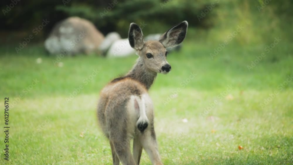 A back view of a roe deer grazing in the field. Slow motion. A back view of a roe deer grazing in the field. Slow motion.