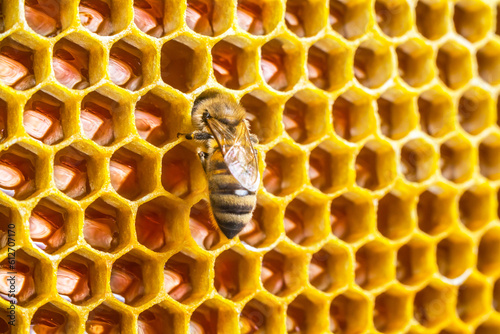 Bee in a beehive on honeycomb © airborne77