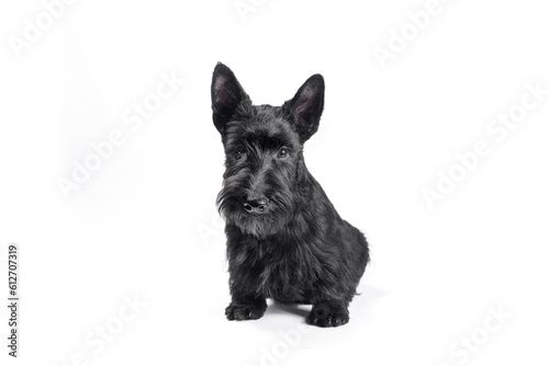 black scotch terrier puppy sitting on a white background