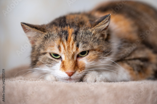 Photos tricolor mottled angry cat has clung to the carpet and looks terrifyingly