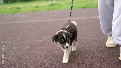 Close-up of a cute black and white puppy on a leash walking on the green grass in the park on a sunny summer day. The owner walks with his dog in the park. Concept of love and care for pets.