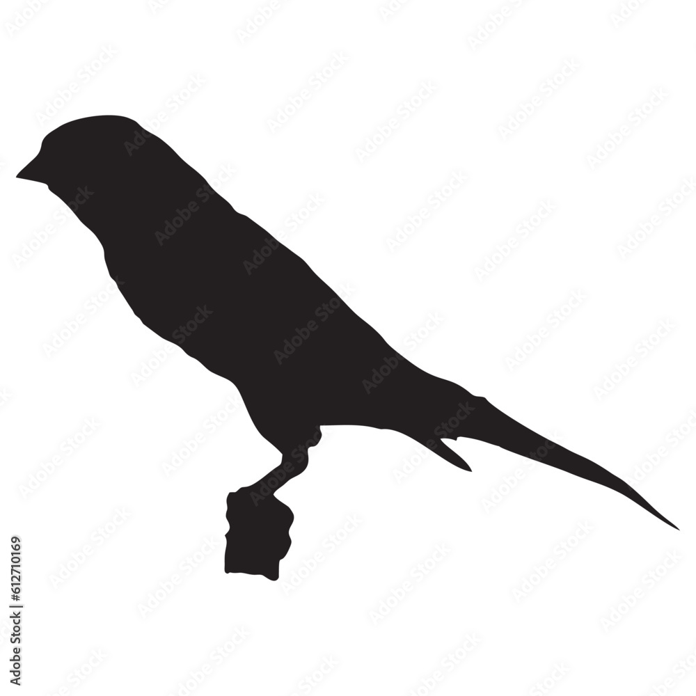 Fototapeta premium canary bird on a white background