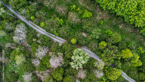 Aerial view of summer in forest. Drone shoot above mixed forest, green deciduous trees in countryside woodland or park.