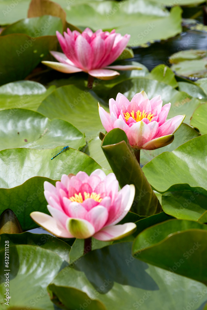 Light red waterlily (Nymphaea laydekeri purpurata, スイレン) blooming in a pond in early summer when Lurid Damselflies are dancing. Light red waterlily (Nymphaea laydekeri purpurata, スイレン) blooming in a pond in early summer when Lurid Damselflies are dancing.