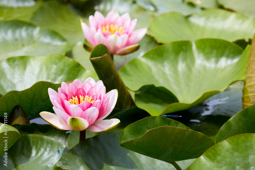 Light red waterlily (Nymphaea laydekeri purpurata, スイレン) blooming in a pond in early summer when Lurid Damselflies are dancing. Light red waterlily (Nymphaea laydekeri purpurata, スイレン) blooming in a pond in early summer when Lurid Damselflies are dancing.