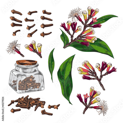 Set of hand drawn colorful clove trees sketch style, vector illustration