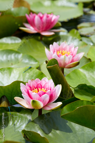 Light red waterlily  Nymphaea laydekeri purpurata                blooming in a pond in early summer when Lurid Damselflies are dancing.