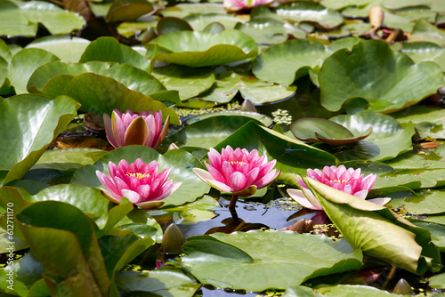 Light red waterlily (Nymphaea laydekeri purpurata, スイレン) blooming in a pond in early summer when Lurid Damselflies are dancing.