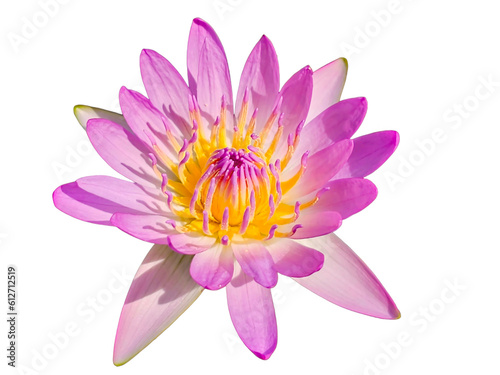Isolated pink lotus on white background.