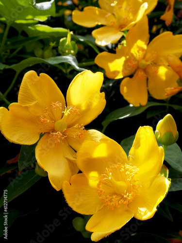 yellow orchid in garden