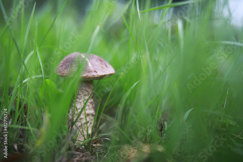 Mushroom during fall in a Forest Lane with Shallow Depth of Field