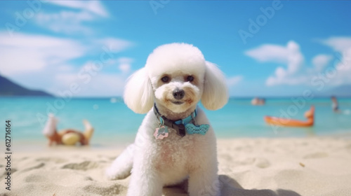 Poodle dog on the beach, Hawaiian style, Summer beach and recreation, beach background, Relaxing on the beach, Dogs on vacation, AI generated © EltaMax99