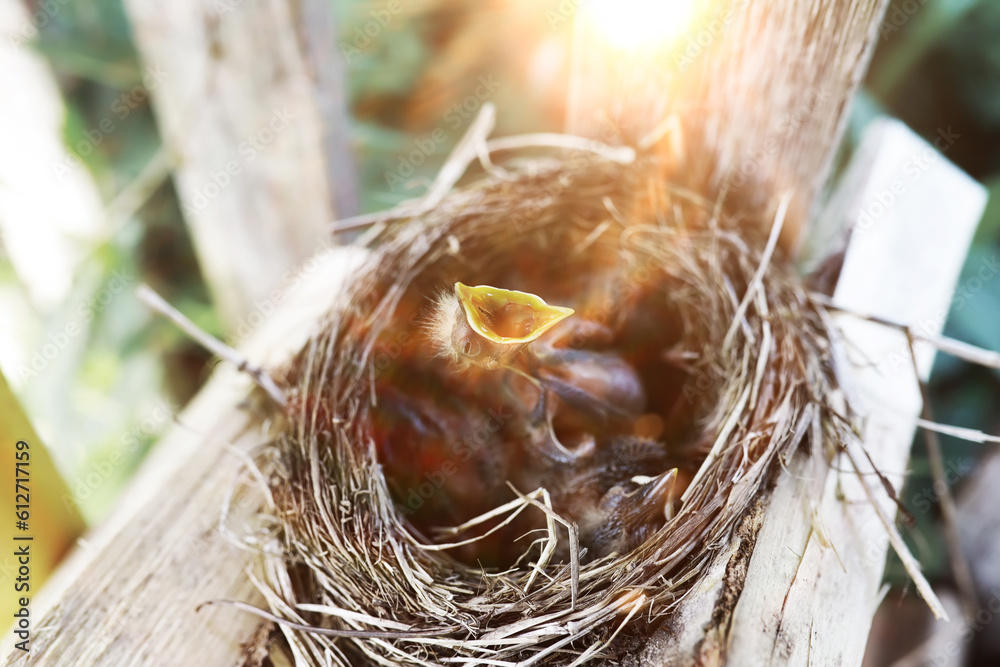 Bird nest with chicks in the wild. Starling eggs and chicks. Bird nest with chicks in the wild. Starling eggs and chicks.