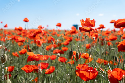 field of poppies © Force