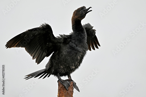 Pygmy cormorant // Zwergscharbe (Microcarbo pygmeus) - Axios Delta, Greece photo