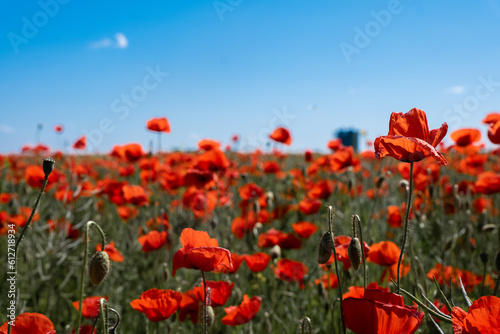 Fototapeta Naklejka Na Ścianę i Meble -  field of poppies