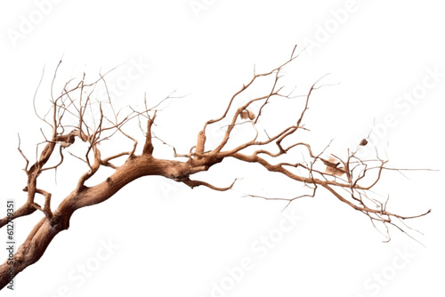 Fényképezés Dry tree branch isolated on white background