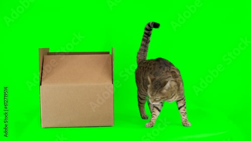 Bengal cat gets out of cardboard box on green screen isolated with chroma key