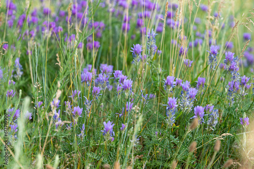 meadow flowers growing in summer
