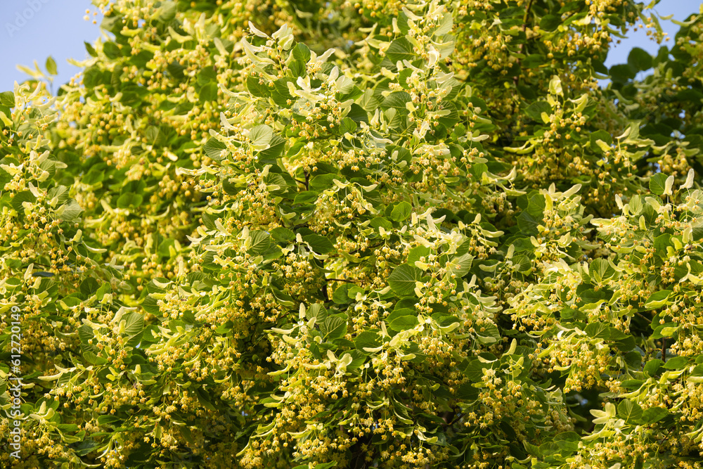 blossoming linden tree in summer blossoming linden tree in summer