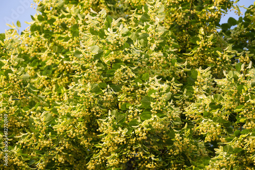 blossoming linden tree in summer