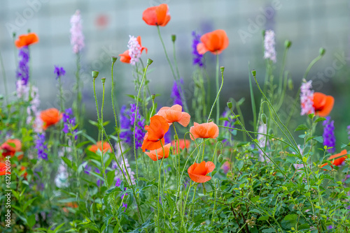 Fototapeta Naklejka Na Ścianę i Meble -  red poppies in the flowerbed in summer