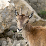 Close-up of the face of a female ibex. Portrait female ibex.